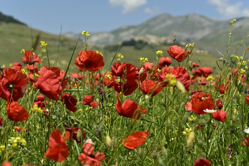 Castelluccio-2023-10