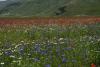 Castelluccio-2023-03