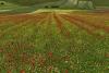 Castelluccio-2023-08