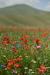 Castelluccio-2023-12