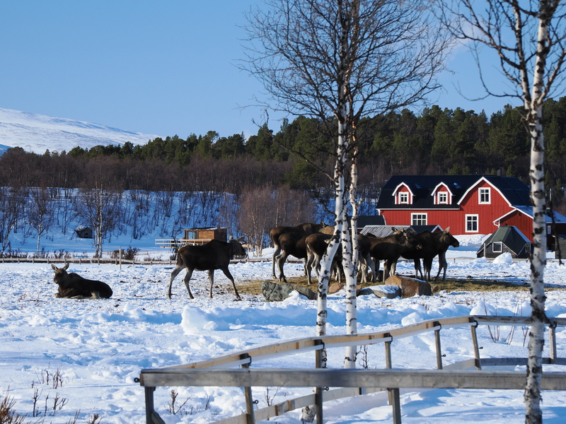 Kiruna-2025-10
