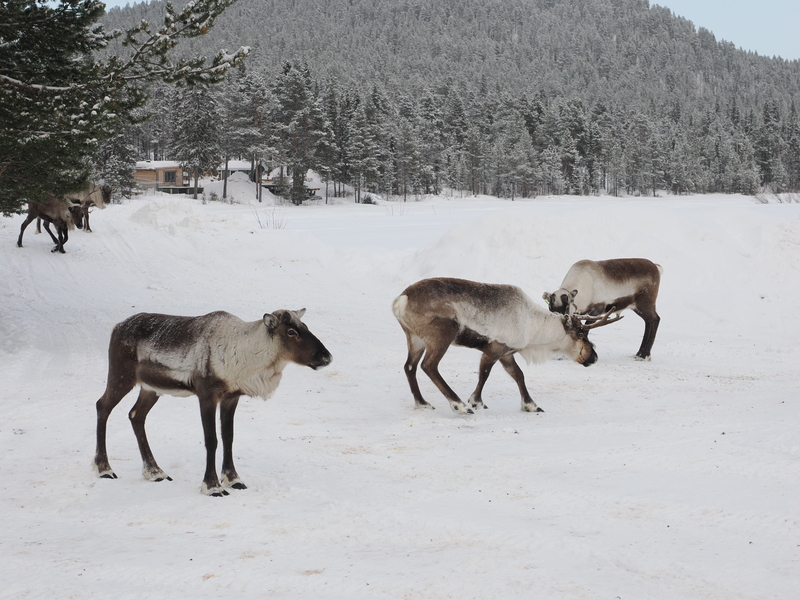 Kiruna-2024-25