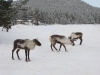 Kiruna-2024-25