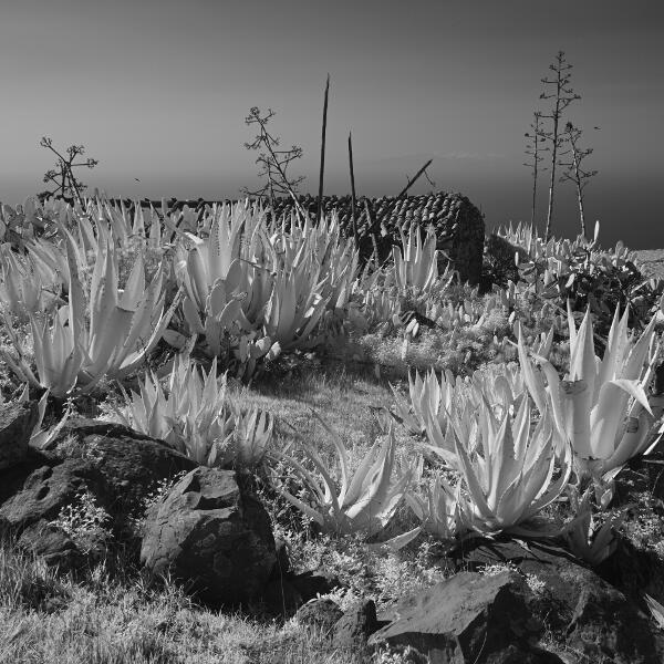 La-Gomera-2023-BW-04