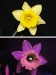 UV-Flower-Twins