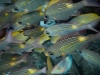 DSCN0683